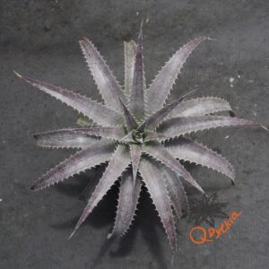 Dyckia (Baphomet Horns x Squid) x hebdingii Big Blue F1