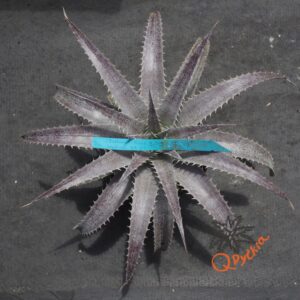 Dyckia (Baphomet Horns x Squid) x hebdingii Big Blue F1