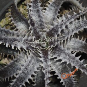 Dyckia ML var. estevesii Bill Baker Clone x Brittle Star F3 #D033