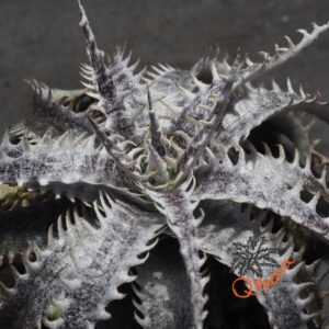 Dyckia ML var. estevesii Bill Baker Clone x Brittle Star F3 #D033