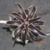 Dyckia ML var. estevesii Bill Baker Clone x Bangkok Star