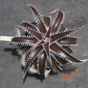 Dyckia ML var. estevesii Bill Baker Clone x Bangkok Star