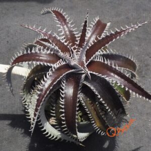 Dyckia ML var. estevesii Bill Baker Clone x Bangkok Star