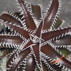 Dyckia ML var. estevesii Bill Baker Clone x Bangkok Star
