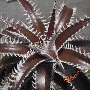 Dyckia ML var. estevesii Bill Baker Clone x Bangkok Star