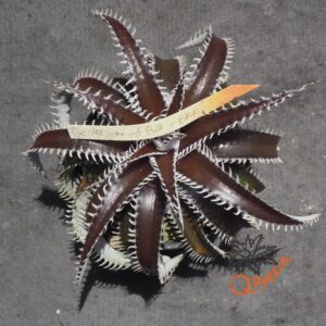 Dyckia ML var. estevesii Bill Baker Clone x Bangkok Star