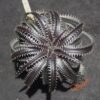 Dyckia Sky Walker x ML Super Wide Leaf