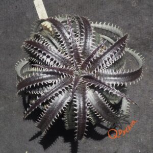 Dyckia Sky Walker x ML Super Wide Leaf