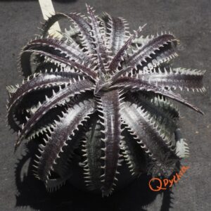 Dyckia Sky Walker x ML Super Wide Leaf