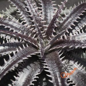 Dyckia Sky Walker x ML Super Wide Leaf