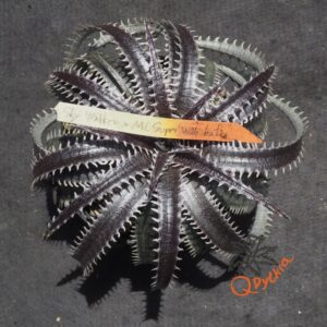 Dyckia Sky Walker x ML Super Wide Leaf