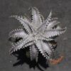 Dyckia ML var. estevesii Bill Baker Clone x Brittle Star F3 #D033