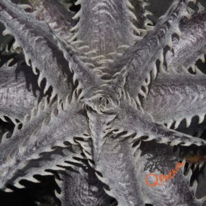 Dyckia ML var. estevesii Bill Baker Clone x Brittle Star F3 #D033