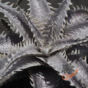 Dyckia ML var. estevesii Bill Baker Clone x Brittle Star F3 #D033