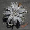 Dyckia ML var. estevesii Bill Baker Clone x Gray Ops