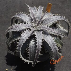 Dyckia ML var. estevesii Bill Baker Clone x Gray Ops