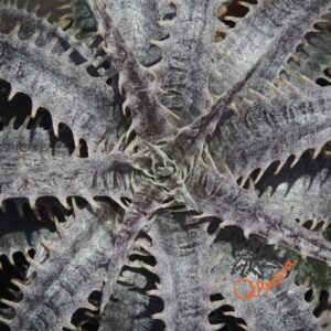 Dyckia ML var. estevesii Bill Baker Clone x Gray Ops