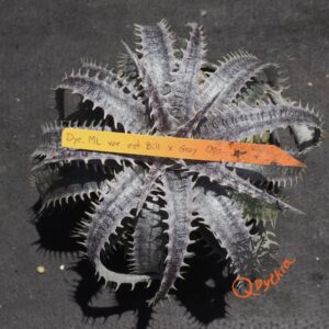 Dyckia ML var. estevesii Bill Baker Clone x Gray Ops