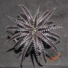 Dyckia fosteriana x Heaven and Hell