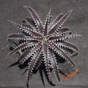 Dyckia fosteriana x Heaven and Hell