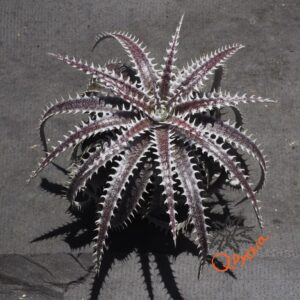 Dyckia fosteriana x Heaven and Hell