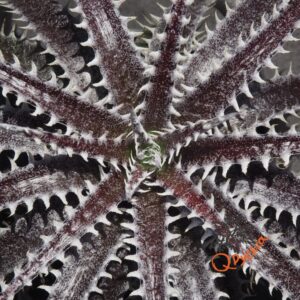 Dyckia fosteriana x Heaven and Hell
