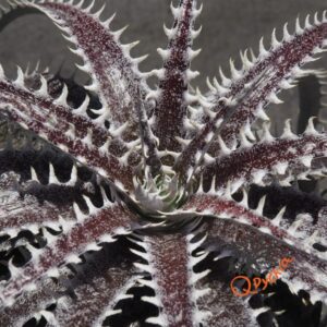 Dyckia fosteriana x Heaven and Hell