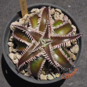 Dyckia Marathon x Wasabi