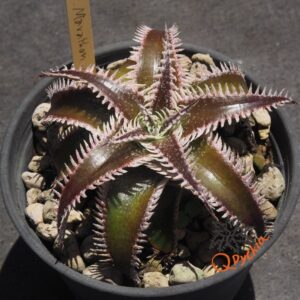 Dyckia Marathon x Wasabi