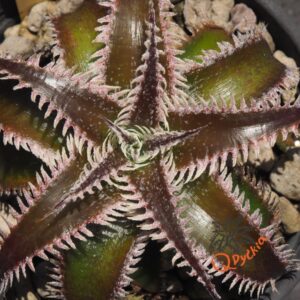 Dyckia Marathon x Wasabi