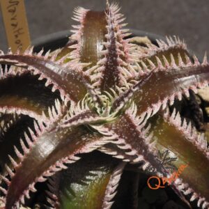 Dyckia Marathon x Wasabi