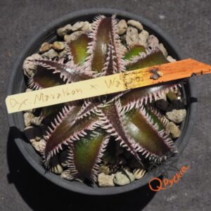 Dyckia Marathon x Wasabi