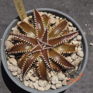 Dyckia Marathon x Bone