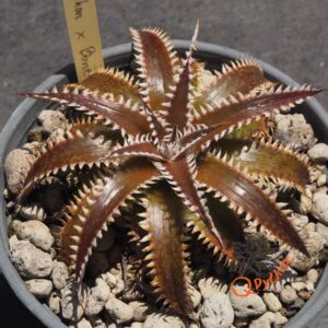 Dyckia Marathon x Bone