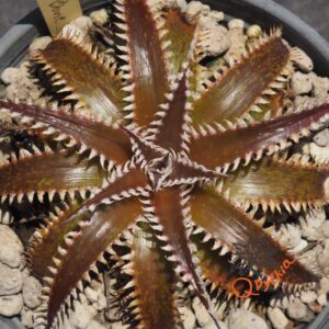 Dyckia Marathon x Bone