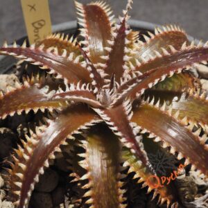Dyckia Marathon x Bone