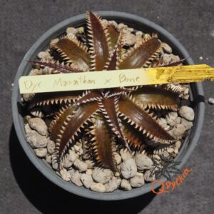 Dyckia Marathon x Bone