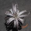Dyckia goehringii New Form F1