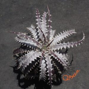Dyckia goehringii New Form F1