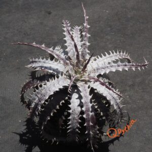 Dyckia goehringii New Form F1