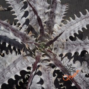 Dyckia goehringii New Form F1