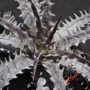 Dyckia goehringii New Form F1