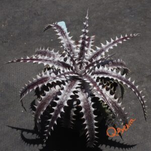 Dyckia Heaven and Hell x (Squid x glauca)