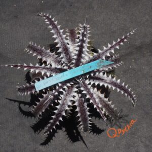 Dyckia Heaven and Hell x (Squid x glauca)