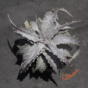 Dyckia ML Super Wide Leaf F1