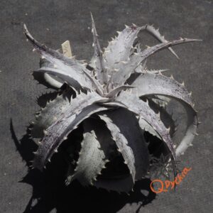 Dyckia ML Super Wide Leaf F1