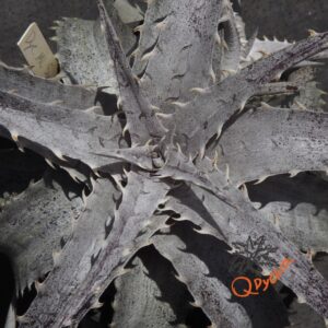 Dyckia ML Super Wide Leaf F1