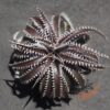 Dyckia Hybrid Tarzan x Squid