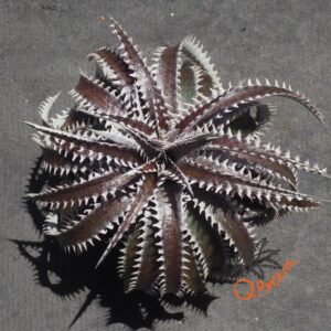 Dyckia Hybrid Tarzan x Squid