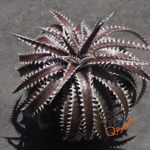 Dyckia Hybrid Tarzan x Squid